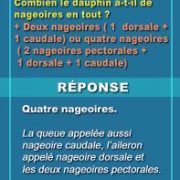 question du jeu sur les dauphins